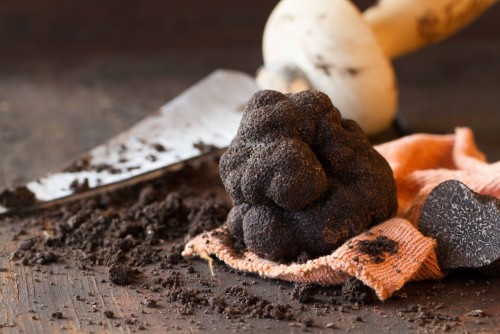 Una nueva delicia: la trufa negra argentina